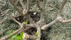 Zasadit hlouběji, nebo ne? Chyba při výsadbě hortenzie, která může keř zničit