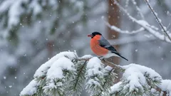 Pokud sněhule nejsou stěhovaví ptáci, proč je v létě nevidíme? Konečně máme odpověď